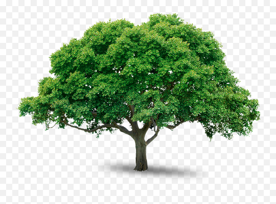 Tree Icon Download - West Virginia State Tree Png,Free Png Images Download