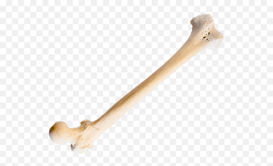 Jonsbones Responsibly Sourced Human Osteology - Solid Png,Bone Icon