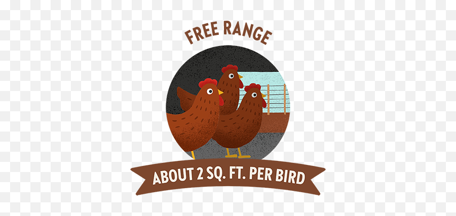 Bringing Ethically Produced Food To The Table Vital Farms - Rhode Island Red Png,Chicken Icon Vector