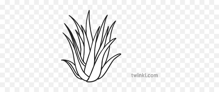 Aloe Vera Black And White Illustration - Twinkl Agave Azul Png,Aloe Vera Plant Png