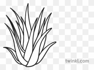 Aloe Vera Black And White Illustration - Twinkl Agave Azul png
