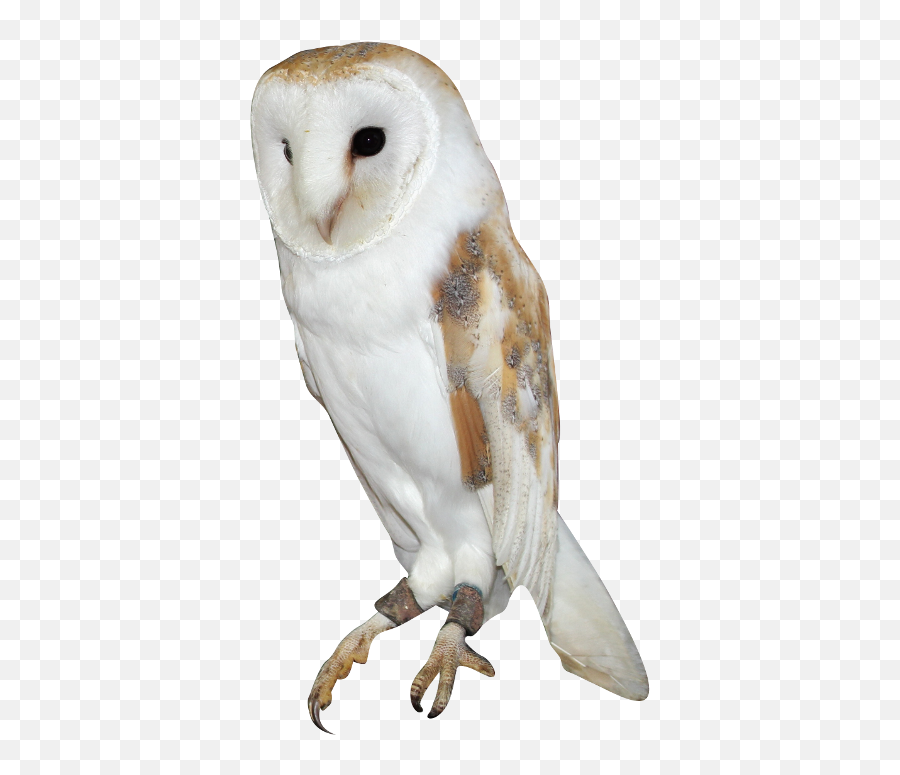 Barn Owl Png Background Image - Barn Owl Png,Barn Owl Icon