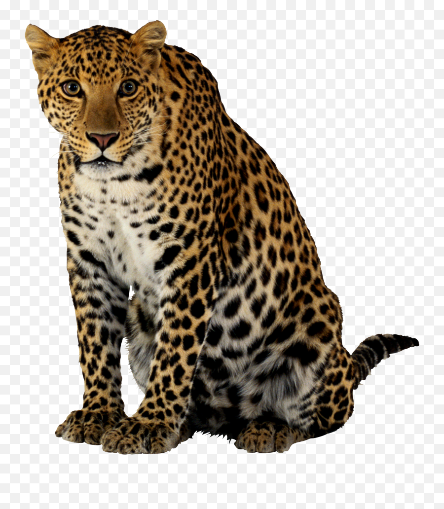 Download Leopard Sitting Png Image For Free - Leopard Png,Bard Png