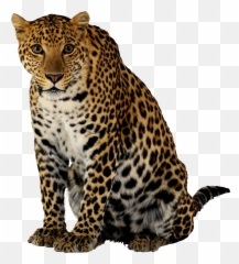 Download Leopard Sitting Png Image For Free - Leopard Png,Bard Png