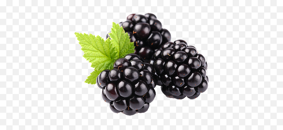 Blackberry Fruit Png Clipart Mart - Blackberry Fruit,Fruit Clipart Png