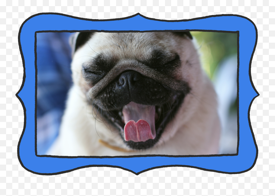 All About Your Pugu0027s Wrinkles - Moopers Pug Yawning Png,Pug Icon