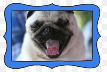 All About Your Pugu0027s Wrinkles - Moopers Pug Yawning png