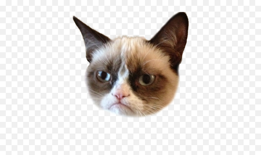 Grumpy Cat Kitten Humour Lolcat - Unicorn Head Png Download Grumpy Cat Nope Meme,Sad Cat Png