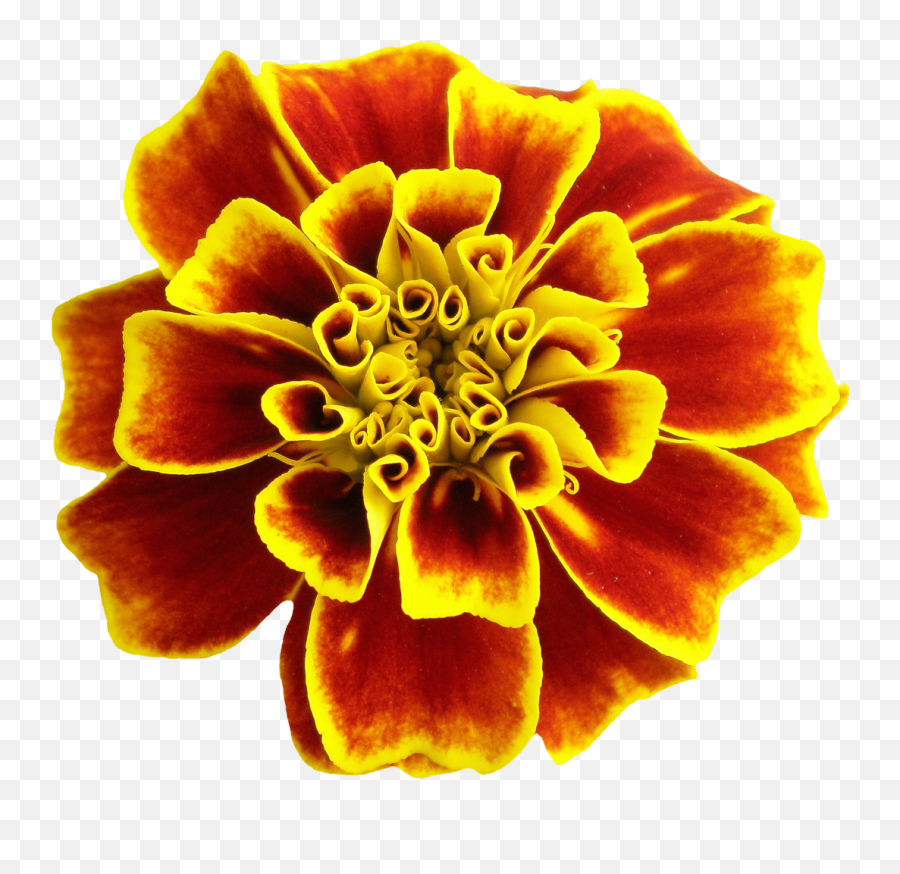 Download Flower Png Image For Free - Flower,Orange Flowers Png