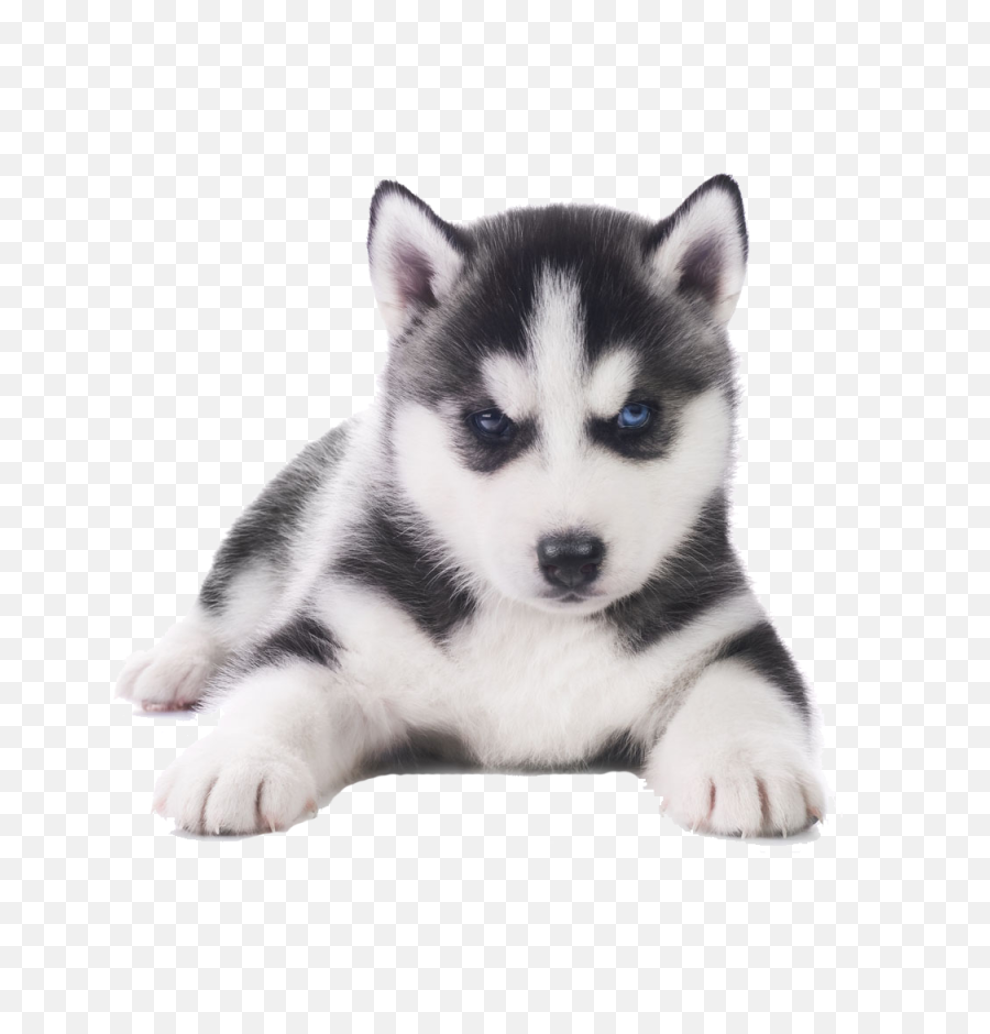 Download Husky Png Transparent Images - Siberian Husky Puppy Siberian Husky Male Puppy,Transparent Puppy