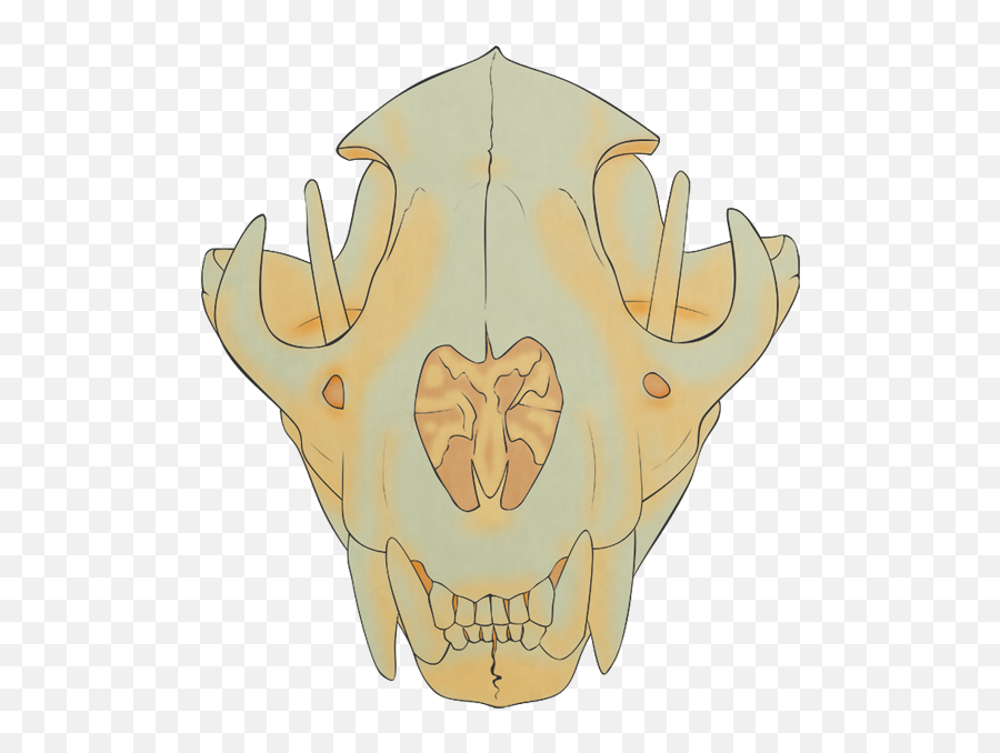 Cartoon Skull Png - Lion Skull,Cartoon Skull Png