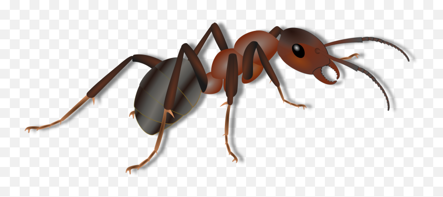 Download Ant Png Photos - Ant Png Clipart,Ant Png