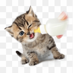 Bottle Baby Kittens - Tri Valley Animal Rescue Kitten Bottle Feeding Png,Kittens Png