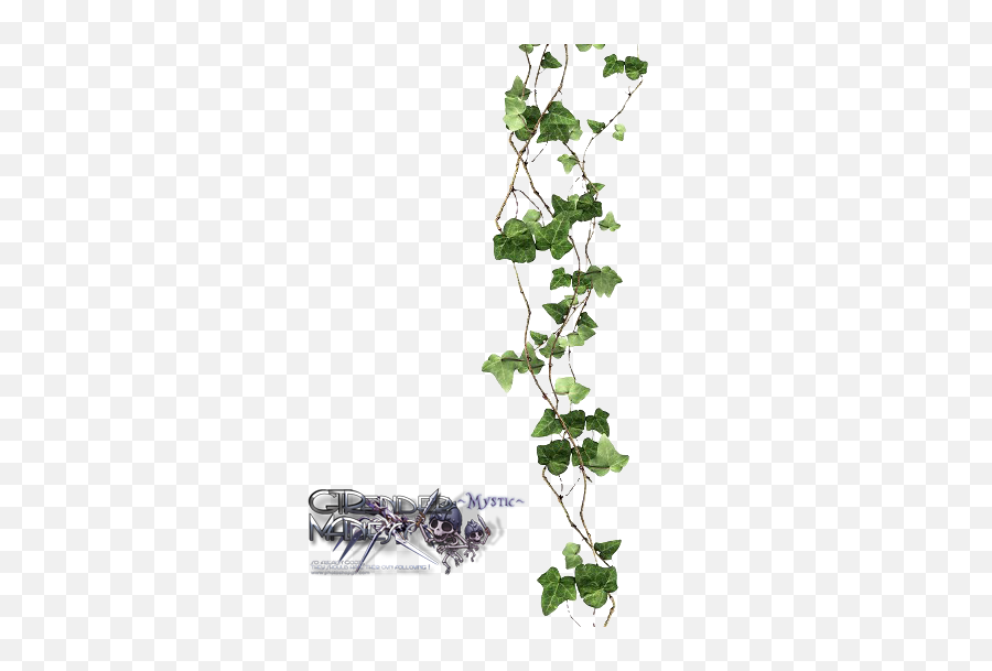 Download Hd Uo5z2 - Vines With Transparent Background Transparent Ivy Png,Vines Transparent