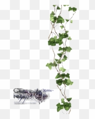 Hanging Vines, Animal Jam Item Worth Wiki