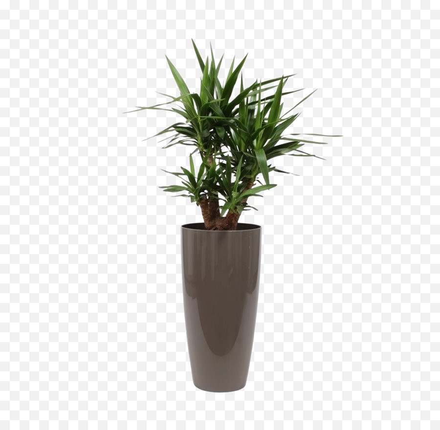 Ornamental Pot Water Meter - Lightly Palm Springs Planter Png,Yucca Png