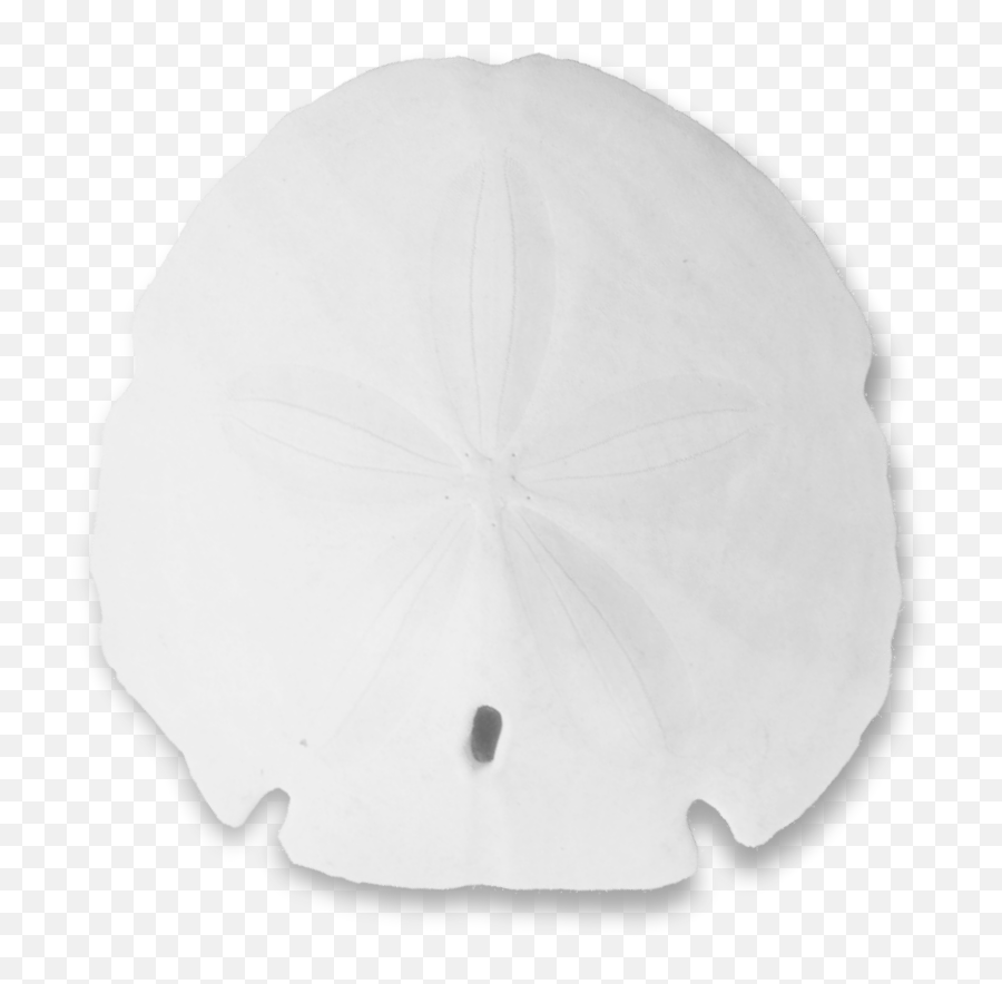 Sand Dollar Png - Sand Dollar,Sand Dollar Png