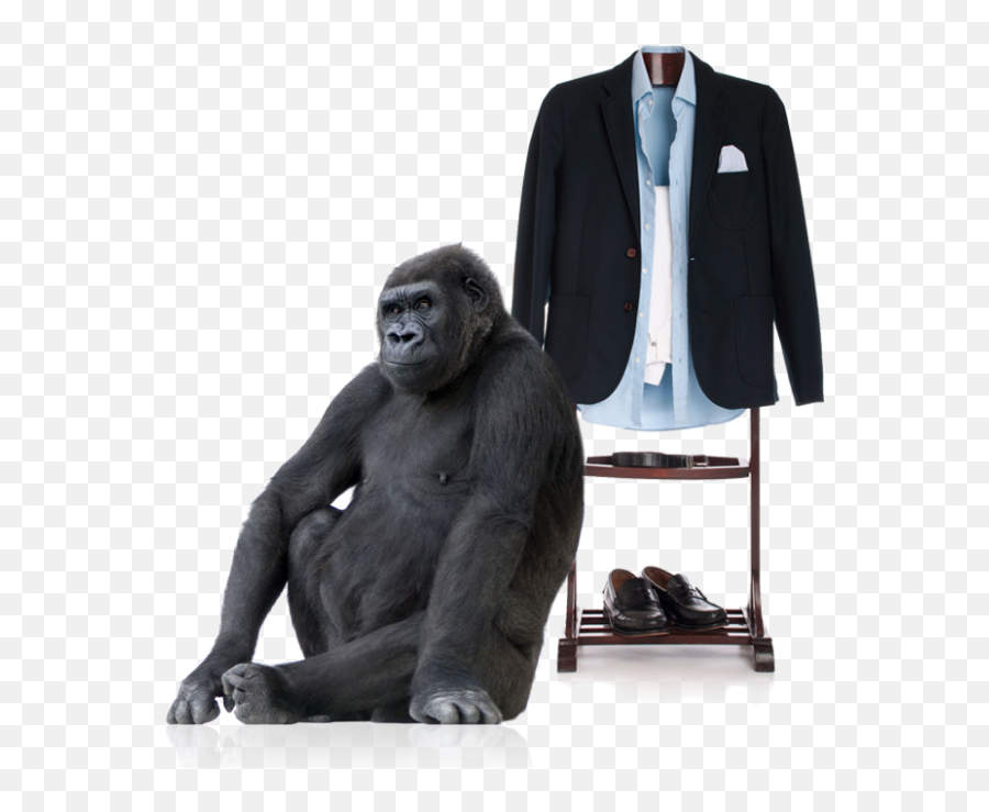 Sitting Gorilla Png Transparent Image 4 - Free Transparent Siyarams Anti Corona Fabric,Gorilla Transparent Background