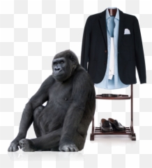 Sitting Gorilla Png Transparent Image 4 - Free Transparent Siyarams Anti Corona Fabric,Gorilla Transparent Background