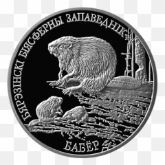 Filebeaver Silver Rvpng - Wikimedia Commons Biarezinski Biosphere Reserve,Beaver Png