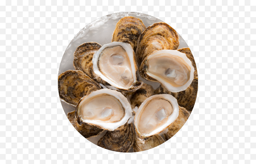 Oysters - Glacier Bay Oysters Png,Oysters Png