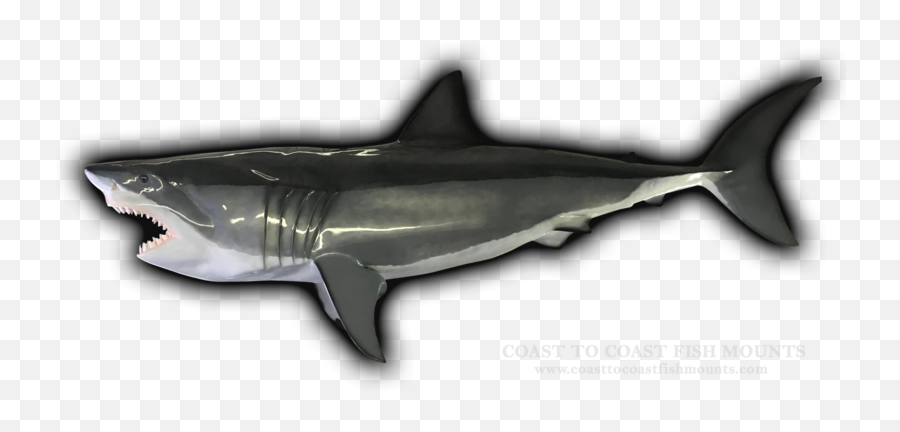 98 Great White Shark Fish Mount Replica - Great White Shark Png,Great White Shark Png