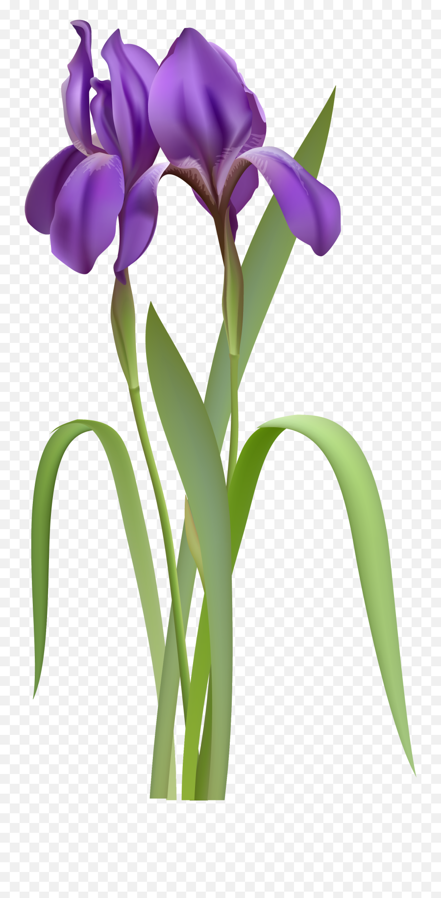 Spring Flower Png Clipart Flowers