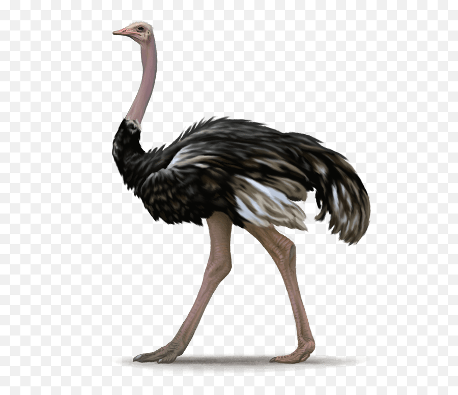 Ostrich Png Images Free Download - Transparent Ostrich Png,Ostrich Png