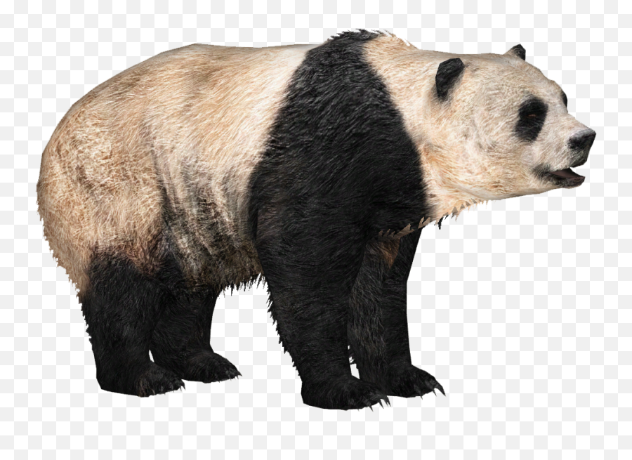 Giant Panda - Panda Png Full Size Png Download Seekpng,Panda Png