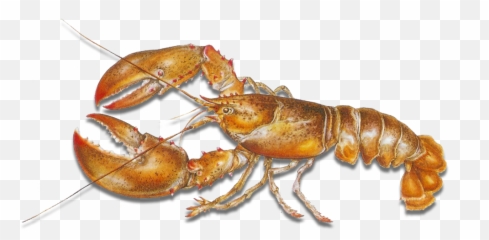Recreational Lobstering U2014 Goose Hummock Shops - American Lobster Png,Lobster Png