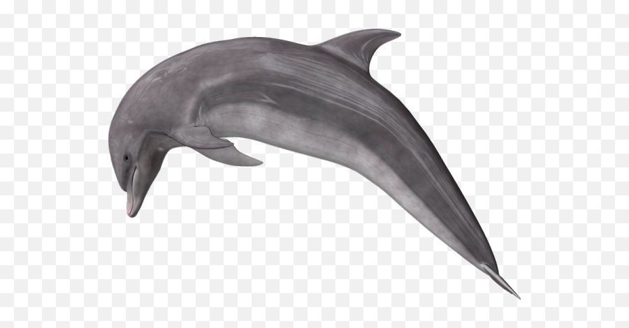Dolphin - Freepngtransparentbackgroundimagesfreedownload Dolphin Transparent Free Png,Dolphin Transparent Background