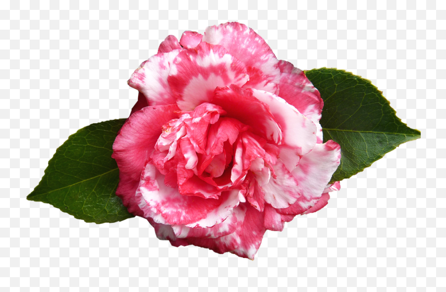 Japanese Flowers Png - Camellia Flower Png,Japanese Flower Png