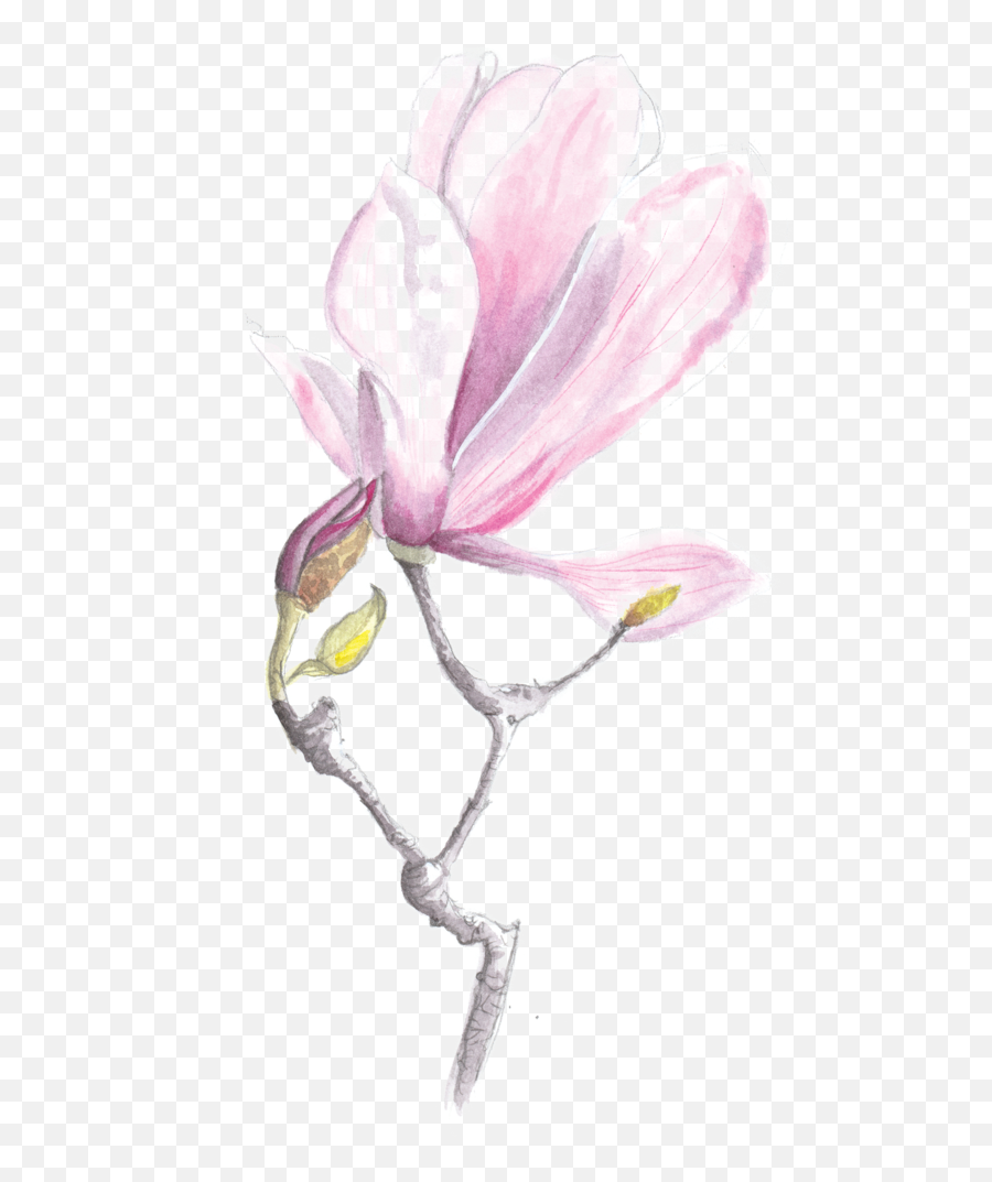 Rebecca Moss Design Png Magnolia