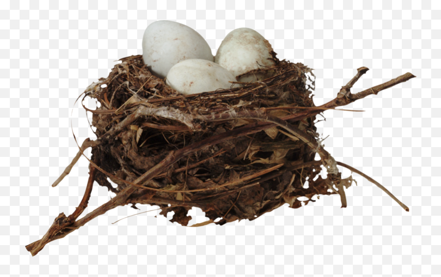 Nest Png Download Image - Egg Nest,Nest Png