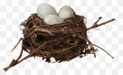 Nest Png Download Image - Egg Nest,Nest Png