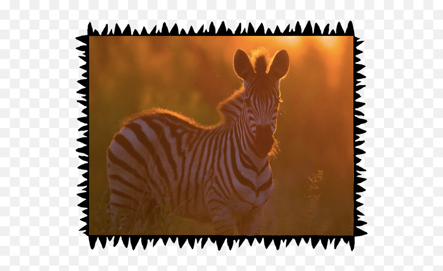 Safari Wilderness Experiences - Animals In Sunset Png,Cute Safari Icon