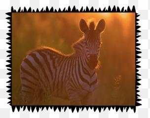Safari Wilderness Experiences - Animals In Sunset png