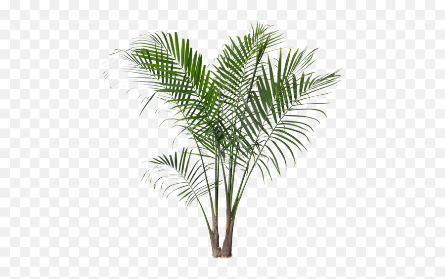 Palm Tree Png Hd Images Stickers Vectors - Ikea Palm Plant,Palm Tree Vector Icon