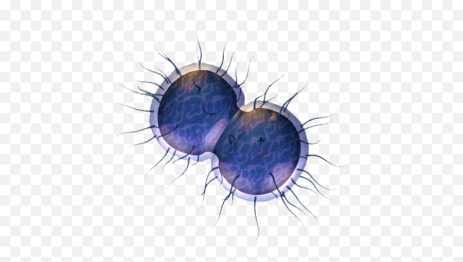 Sexually Transmitted Infections Stis U0026 Contraception - House Fly Png,Vagina Png