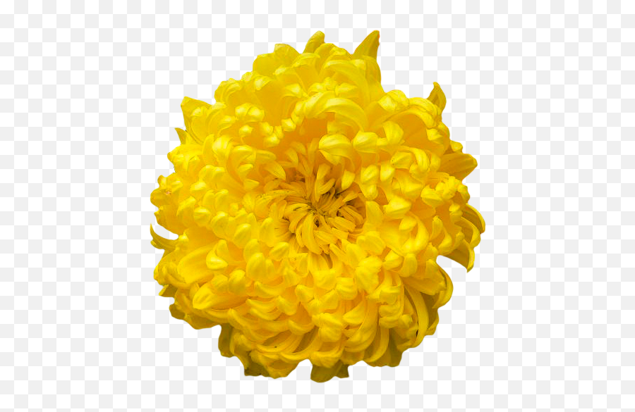 Transparent - Chrysanthemum Yellow Orange Png,Flowers Transparent Tumblr