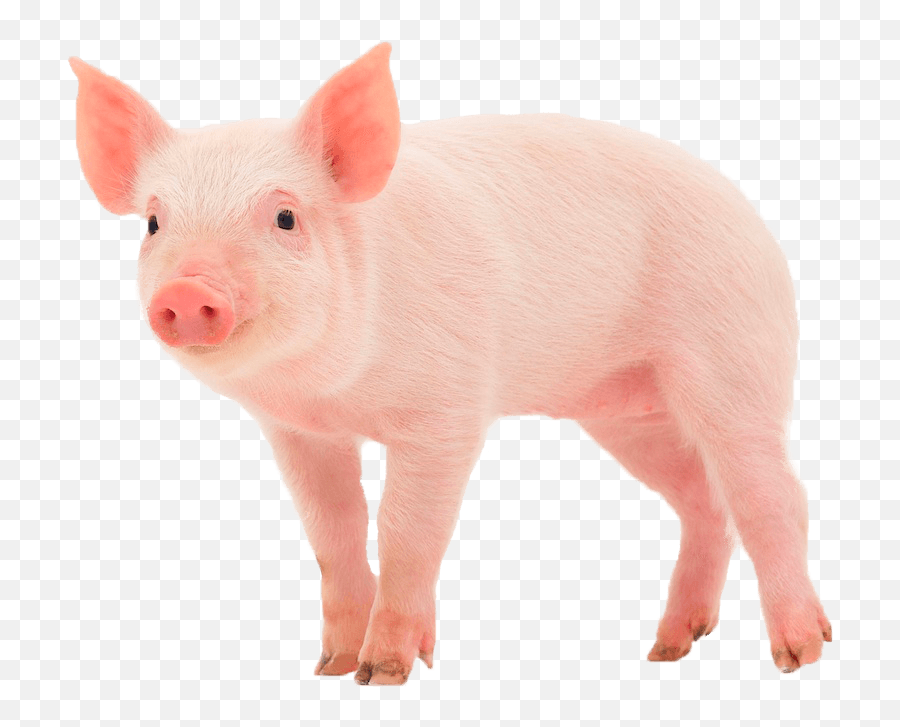 Pig Png Transparent Images 1 - Pig Png,Pig Png
