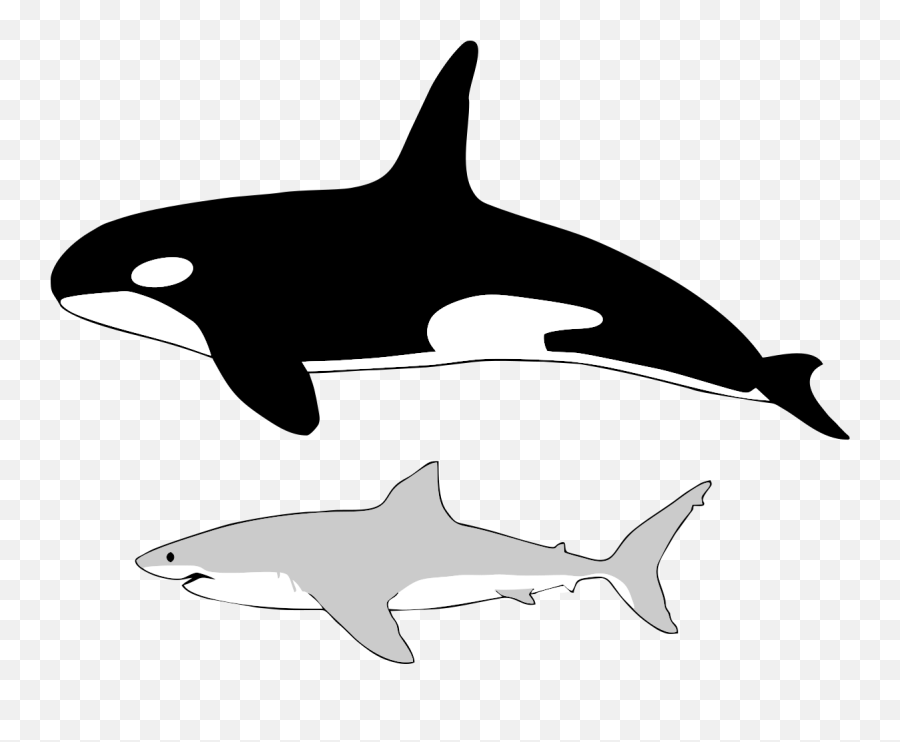 Size Of Orca And Great White Shark - Orca Size Vs Great White Shark Png,Orca Png