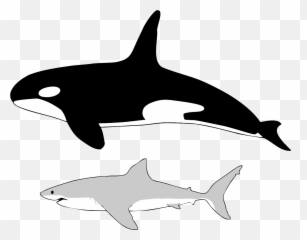 Size Of Orca And Great White Shark - Orca Size Vs Great White Shark Png,Orca Png