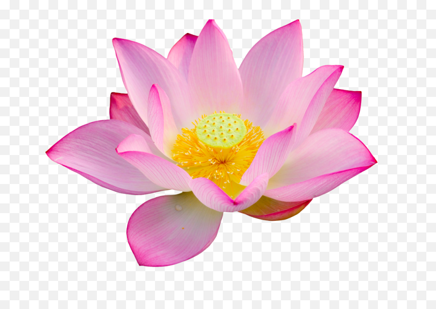 Download Lotus Png Big Size - Transparent Background Lotus Hd,Lotus Png