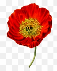 Common Poppy Botanical Illustration - Botanical Drawing Of A Poppy Png,Poppy Png