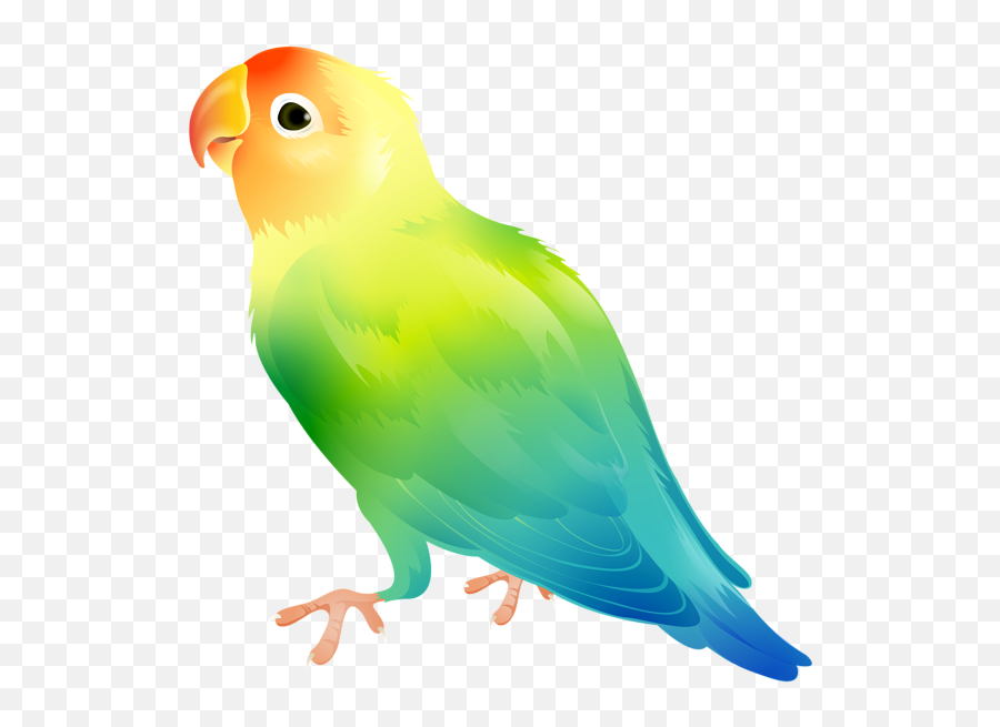 Banner Freeuse Library Parrot Png - Parrot Clipart Transparent Background,Parakeet Png