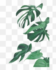 Download Botany Leaf Painting Leaves Illustration Watercolor - Botanical Png