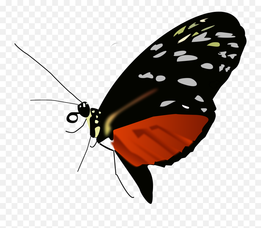 Free Clipart Dark Orange - Black Butterfly Rdevries Overlays Butterfly Photoshop Free Png,Real Butterfly Png