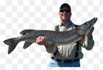 Fishing Guide - Png Pike,Fisherman Png