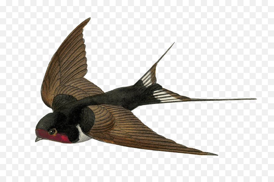 Free Bird Png - Fairy Bird Png Transparent Natural History Vintage Swallow Bird,Bird Png